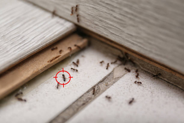 Best Pest Inspection Near Me  in Seat Pleasant, MD