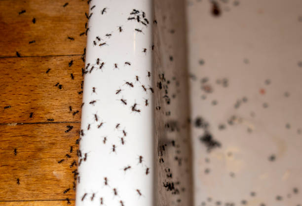 Best Best Pest Control Companies  in Seat Pleasant, MD